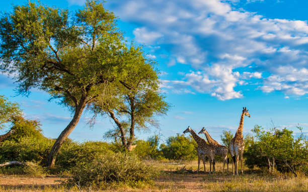 Giraffe in the bush of Kruger national park South Africa. Giraffe at dawn in Kruger park South Africa