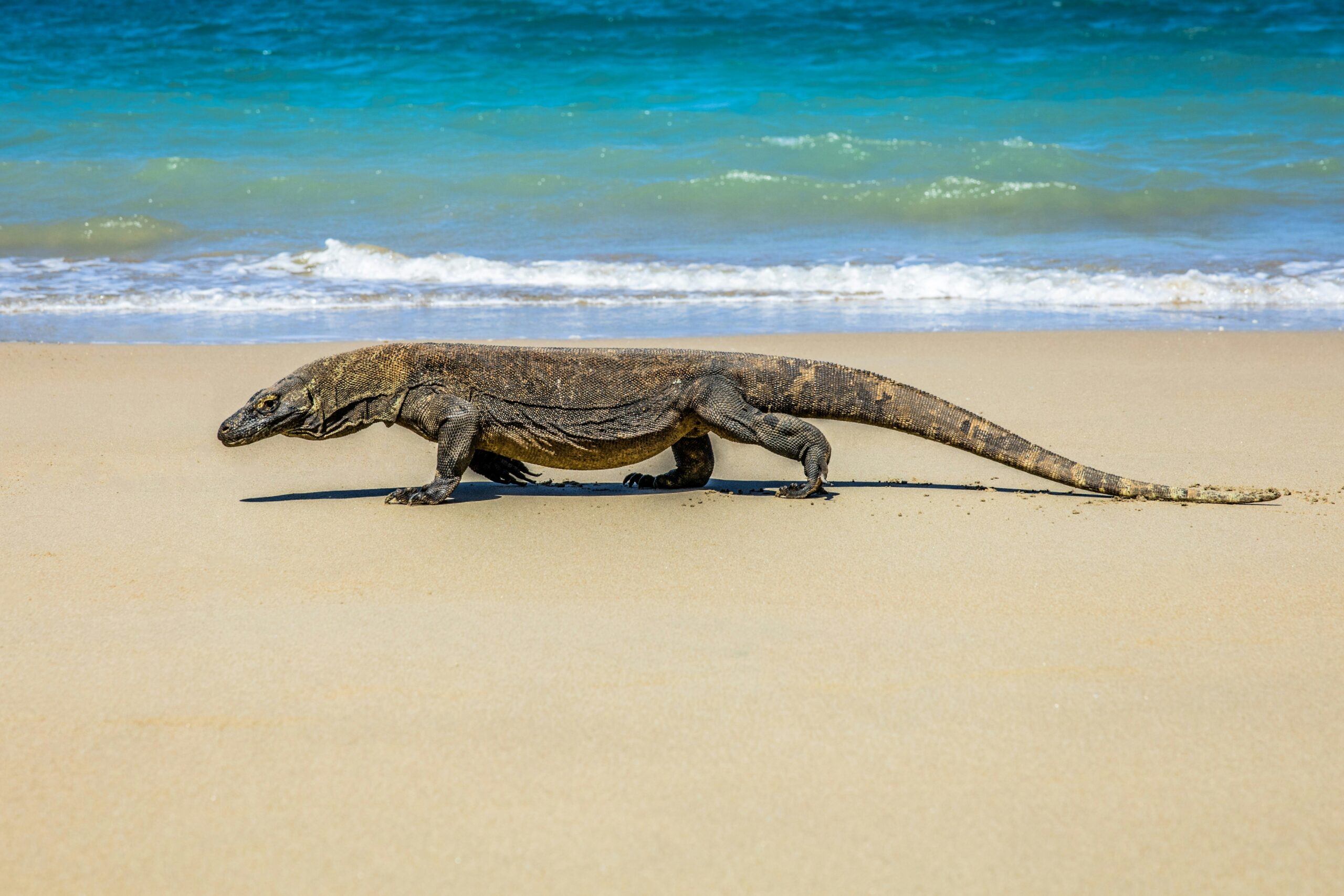 Indonesia - Komodo4